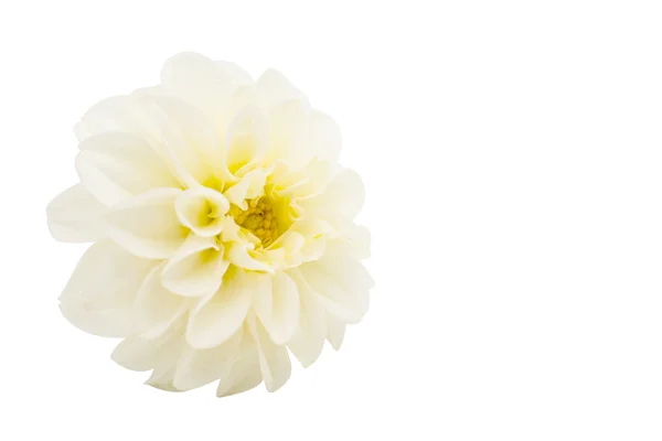 Witte chrysant — Stockfoto