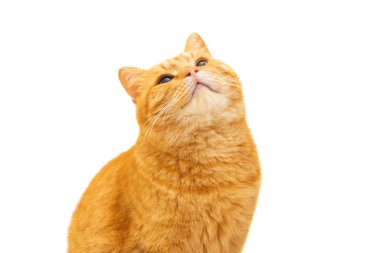 zencefil kedi