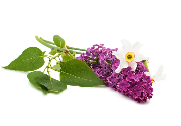 Lilac branch — Stock Photo, Image