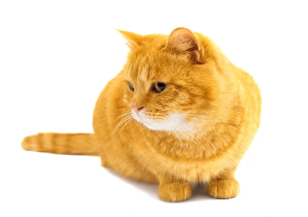 Ginger cat — Stock Photo, Image