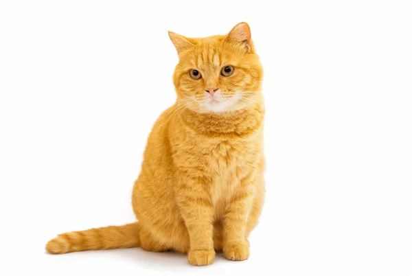 Ginger cat — Stock Photo, Image