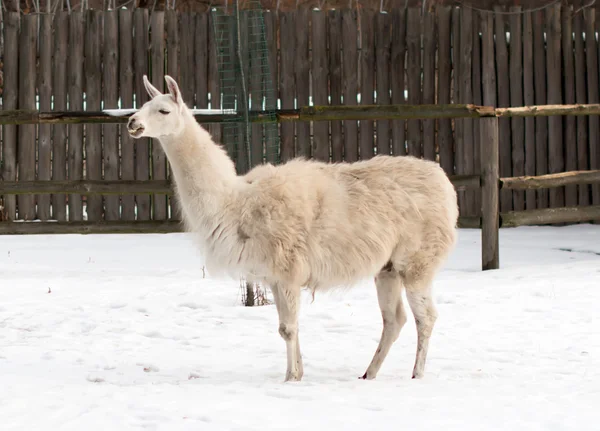 Lama in zoo — Stock Photo, Image