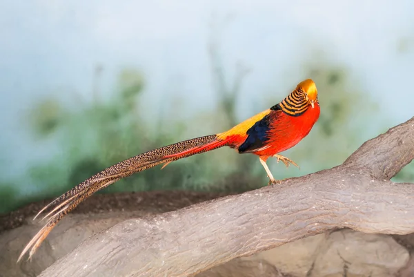Rode fazant — Stockfoto