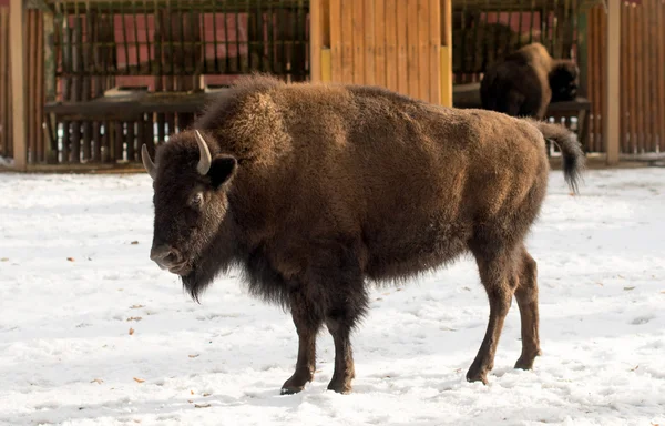 Bison at zoo — Stock Photo, Image