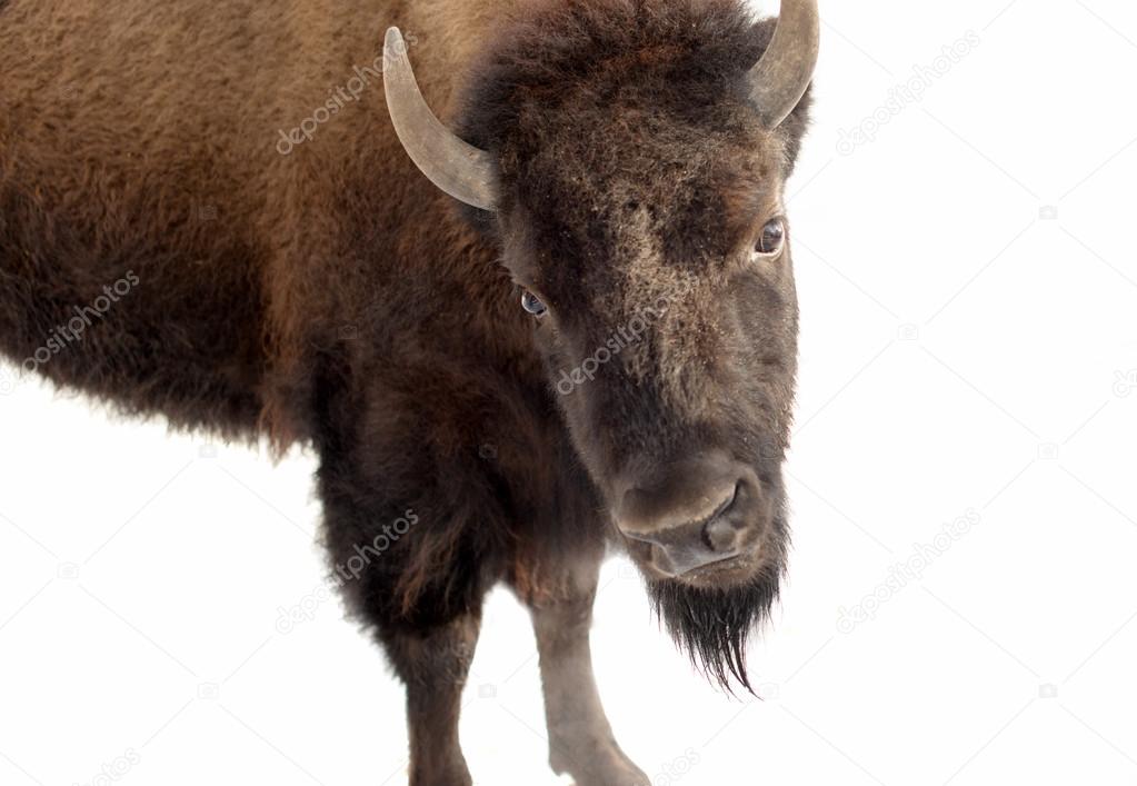 Bison close-up