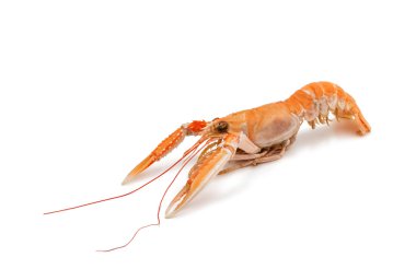 Kerpeten ile karides 