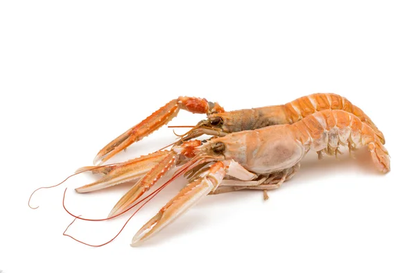 Shrimp with pincers — Stock Photo, Image