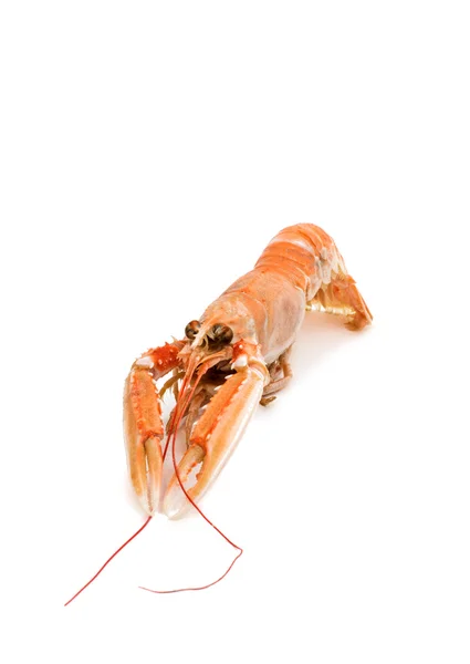 Shrimp with pincers — Stock Photo, Image