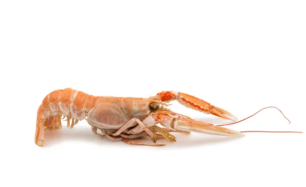 Shrimp with pincers — Stock Photo, Image