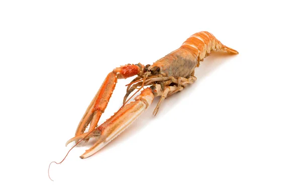 Shrimp with pincers — Stock Photo, Image