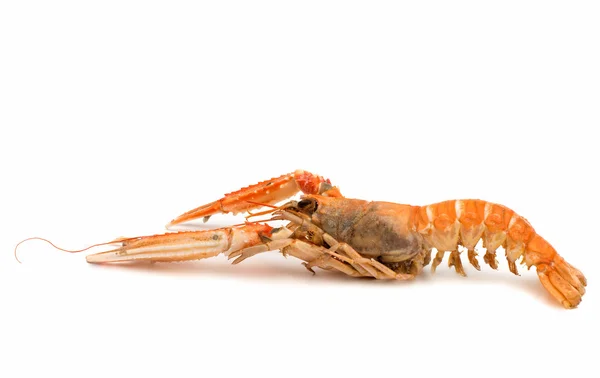 Shrimp with pincers — Stock Photo, Image