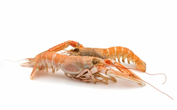 Shrimp with pincers — Stock Photo, Image