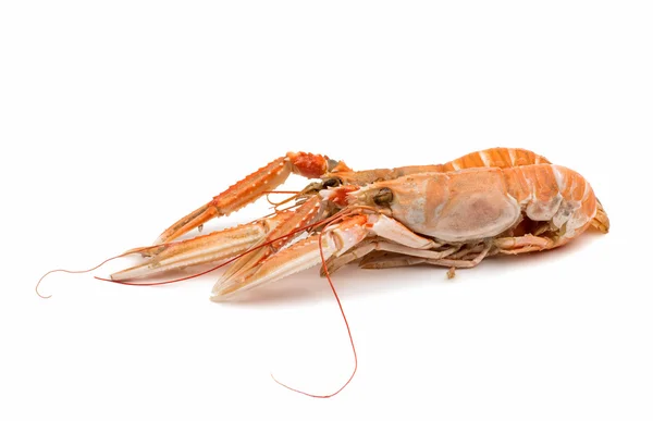 Shrimp with pincers — Stock Photo, Image