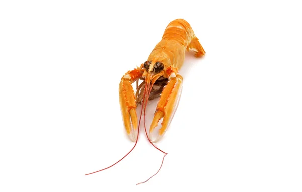 Shrimp with pincers — Stock Photo, Image