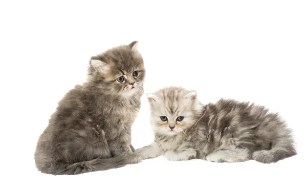Weinig pluizig kittens — Stockfoto