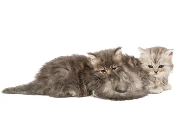 Weinig pluizig kittens — Stockfoto