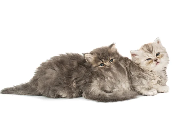 Weinig pluizig kittens — Stockfoto