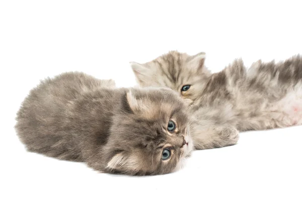 Weinig pluizig kittens — Stockfoto