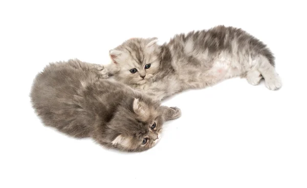 Pequeños gatitos esponjosos — Foto de Stock