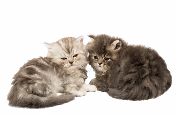 Mało puszyste kociaki — Zdjęcie stockowe