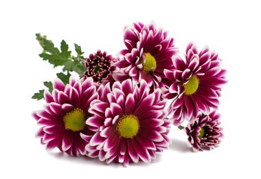 kasımpatı çiçekleri