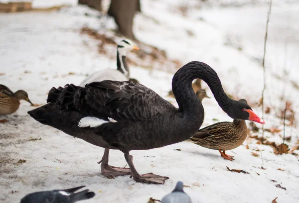 Black swan — Stock Photo, Image