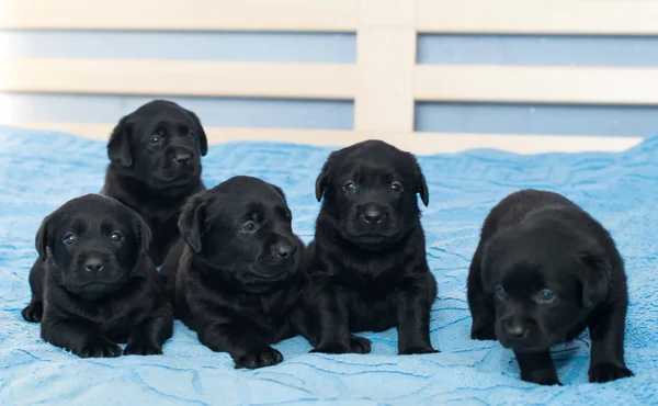 Pequenos Labradores pretos — Fotografia de Stock