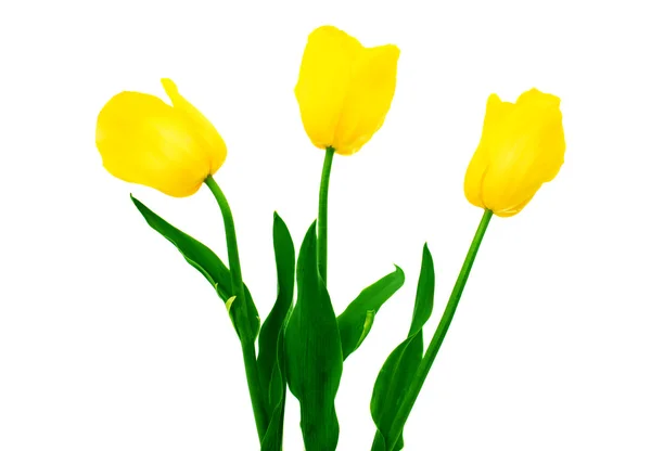 Gele tulpen — Stockfoto