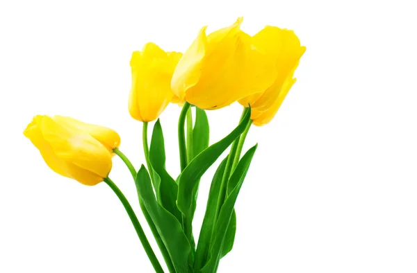 Gele tulpen — Stockfoto