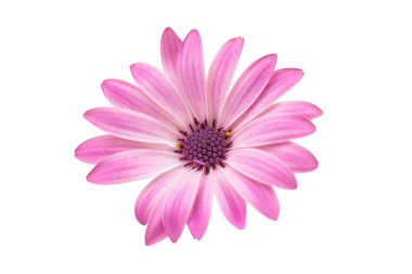 Beyaz ve pembe papatya çiçeği