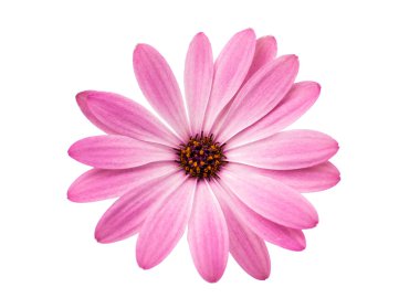 White and Pink  Daisy  Flower clipart