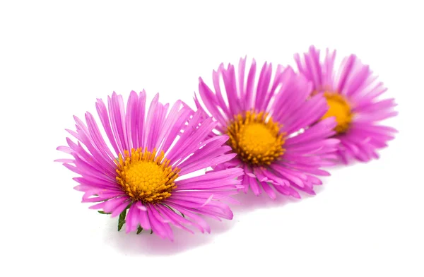 Magenta chrysanthemums — Stock Photo, Image