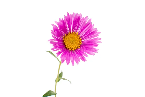 Magenta chrysanthemum — Stock Photo, Image
