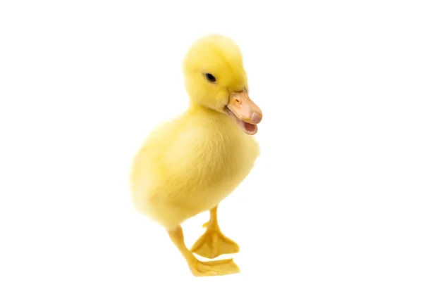 Small Duckling — Stock Photo, Image