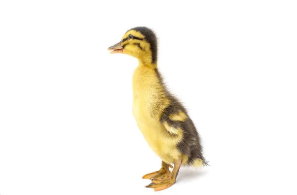 Pequeño patito —  Fotos de Stock