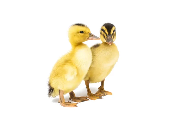 Small Ducklings — Stock Photo, Image