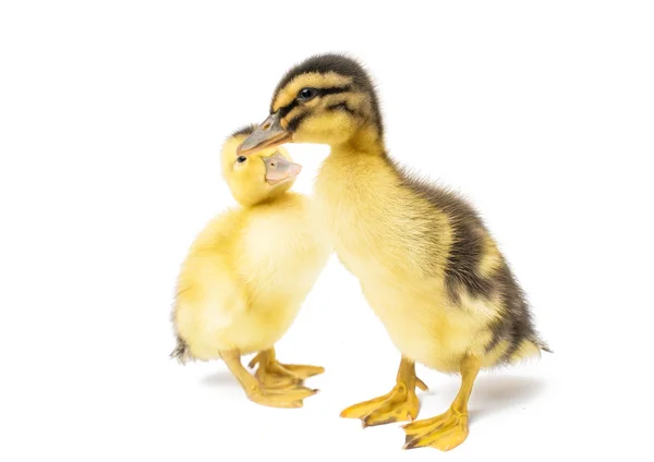 Small Ducklings — Stock Photo, Image