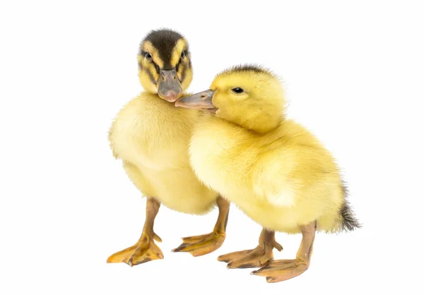 Small Ducklings — Stock Photo, Image