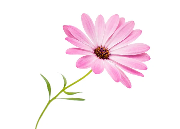 Белый и розовый цветок — стоковое фото