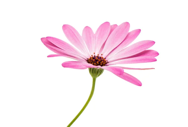 Vit och rosa tusensköna blomma — Stockfoto
