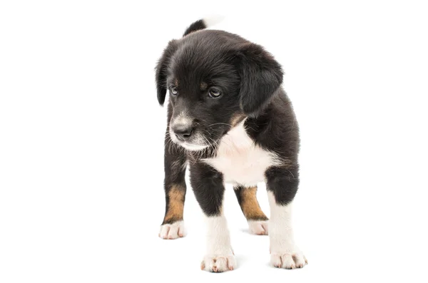 Puppy — Stockfoto