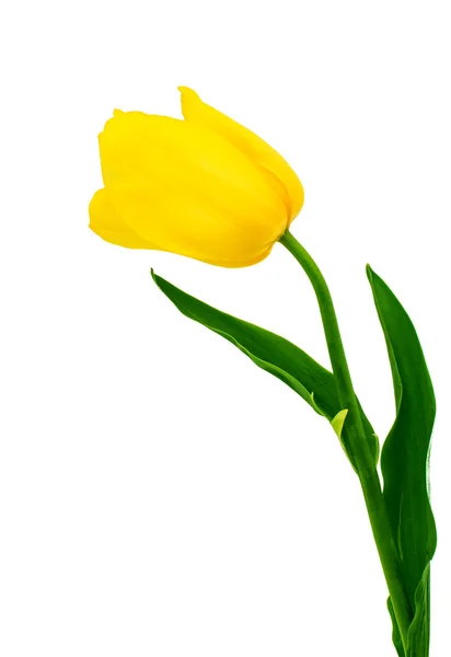 Yellow tulip — Stock Photo, Image