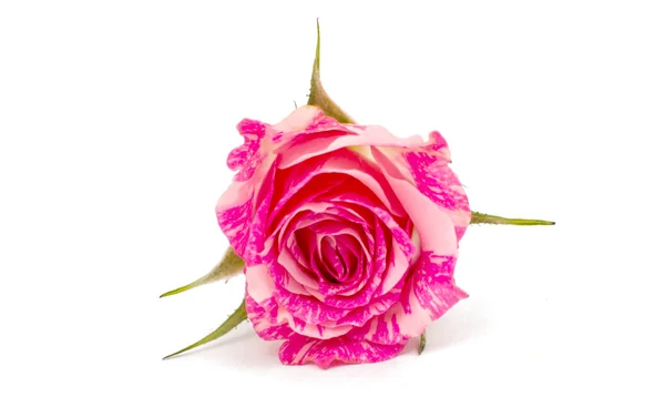 Rosa rosada —  Fotos de Stock