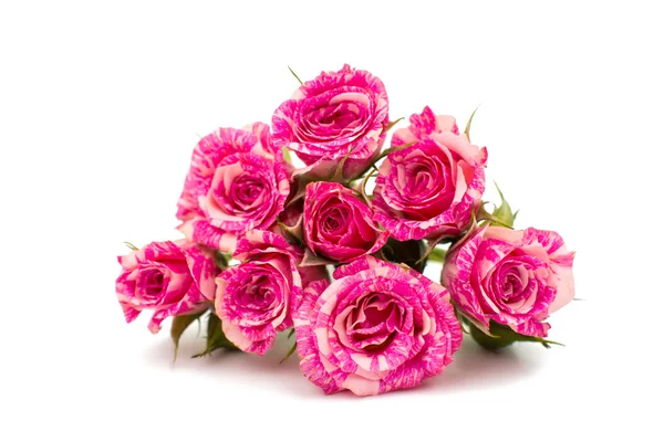 Маленькі рожеві троянди — стокове фото