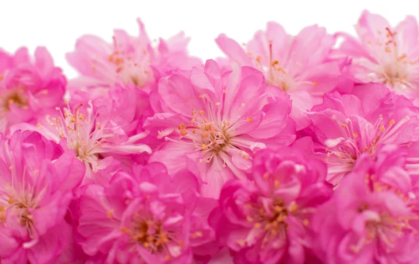 Spring cherry tree blossoms — Stock Photo, Image