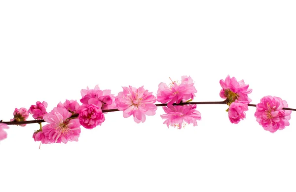 Spring cherry tree blossom — Stock Photo, Image
