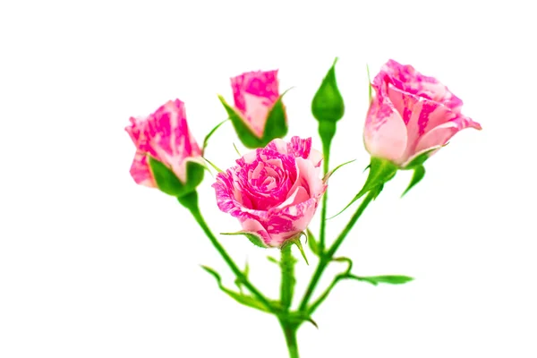 Pequeñas rosas rosadas — Foto de Stock