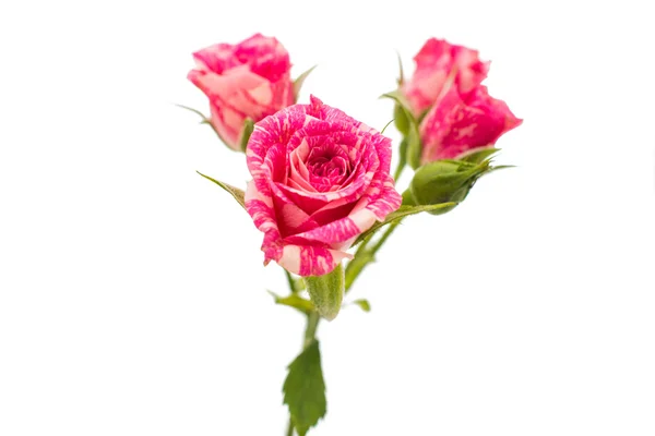 Pequeñas rosas rosadas —  Fotos de Stock