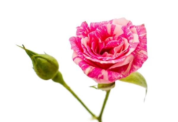 Little pink rose — Stock Photo, Image