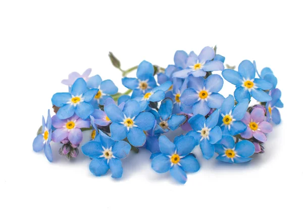 Forget-me-flowers — Stock Photo, Image